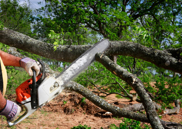 Best Dead Tree Removal  in Sellersville, PA